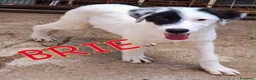 Meticcio cani in regalo: BRIE 🩷 IMPOSSIBILE NON RICONOSCERLA!! 😍 a Provincia di Varese - Annuncio 1