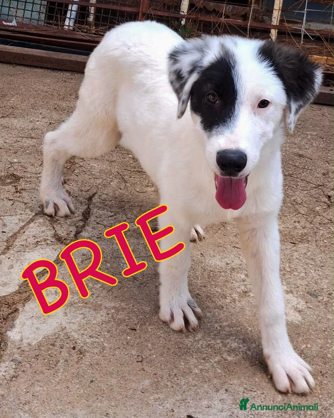Meticcio cani in regalo: BRIE 🩷 IMPOSSIBILE NON RICONOSCERLA!! 😍 a Provincia di Varese - Annuncio 1