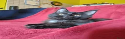 Maine Coon gatti in vendita: Meravigliose sorelline Maine Coon disponibili - Annuncio 11