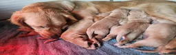 Golden Retriever cani in vendita: CUCCIOLI GOLDEN RETRIEVER  - Annuncio 4