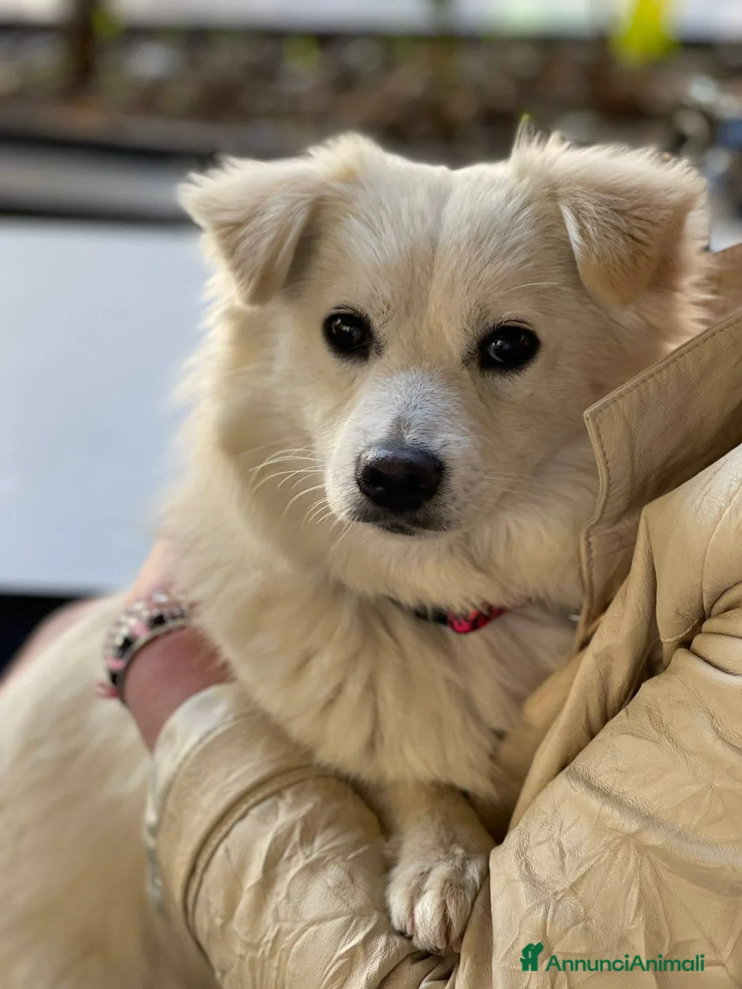 Meticcio cani in regalo: Bianca dolcissima e bellissima nana - Annuncio 2