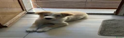 Meticcio cani in vendita: Vendo cagnolina  a Libero consorzio comunale di Caltanissetta - Annuncio 3