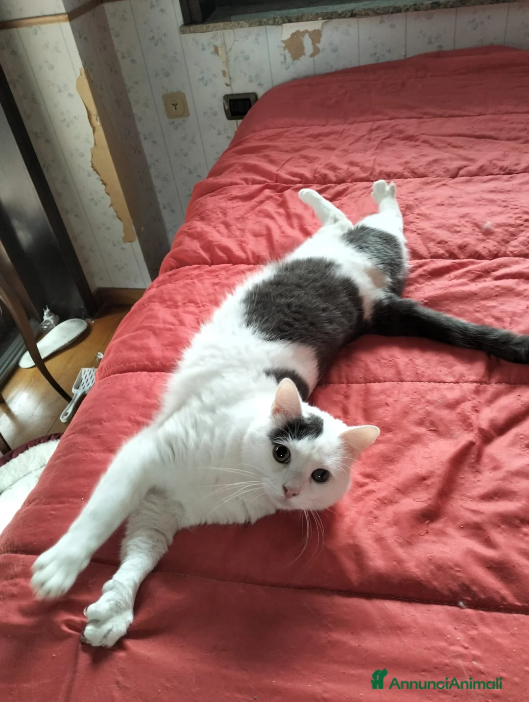 Europeo gatti in regalo: Freddy e Perla cercano casa - Annuncio 3