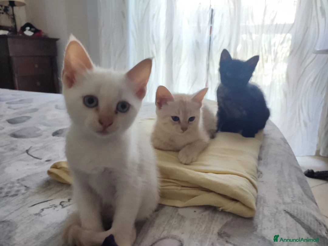 Europeo gatti in regalo: 3 gattini cercano casa  - Annuncio 1