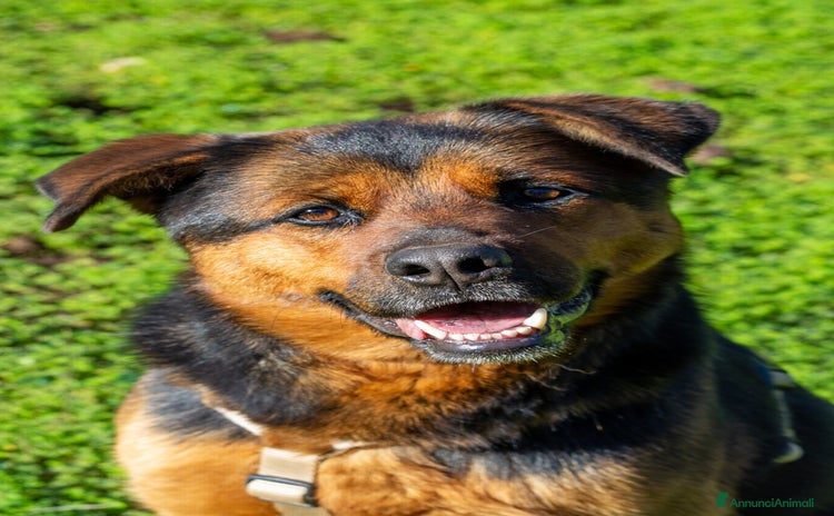 Altre razze cani - Annuncio 14