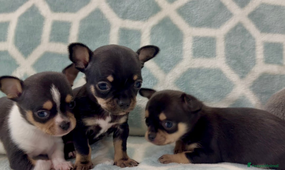 Chihuahua cani in vendita: Chihuahua  - Annuncio 10