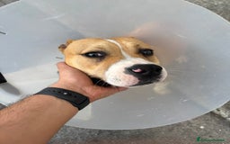 American Staffordshire cani in regalo: Cucciolone di Amstaff - Immagine 3