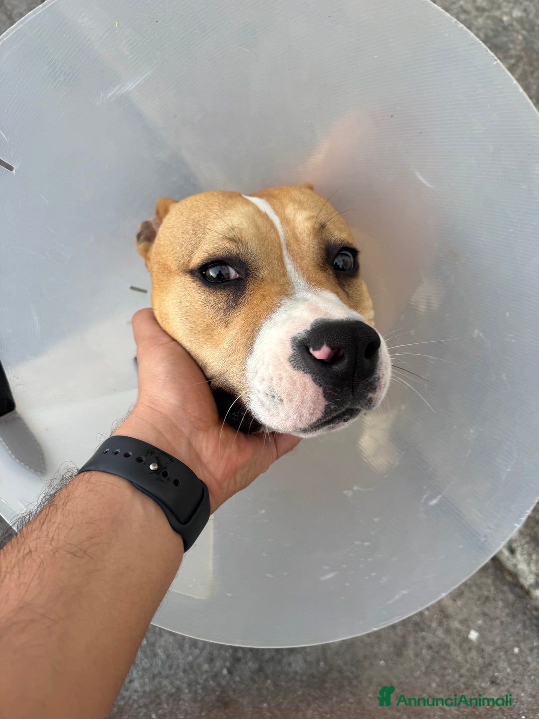 American Staffordshire cani in regalo: Cucciolone di Amstaff - Immagine 3