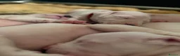 Dogo Argentino cani in vendita: CUCCIOLI DOGO ARGENTINO  - Annuncio 4