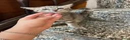 Meticcio gatti in vendita: Gattino simpatico  - Annuncio 3