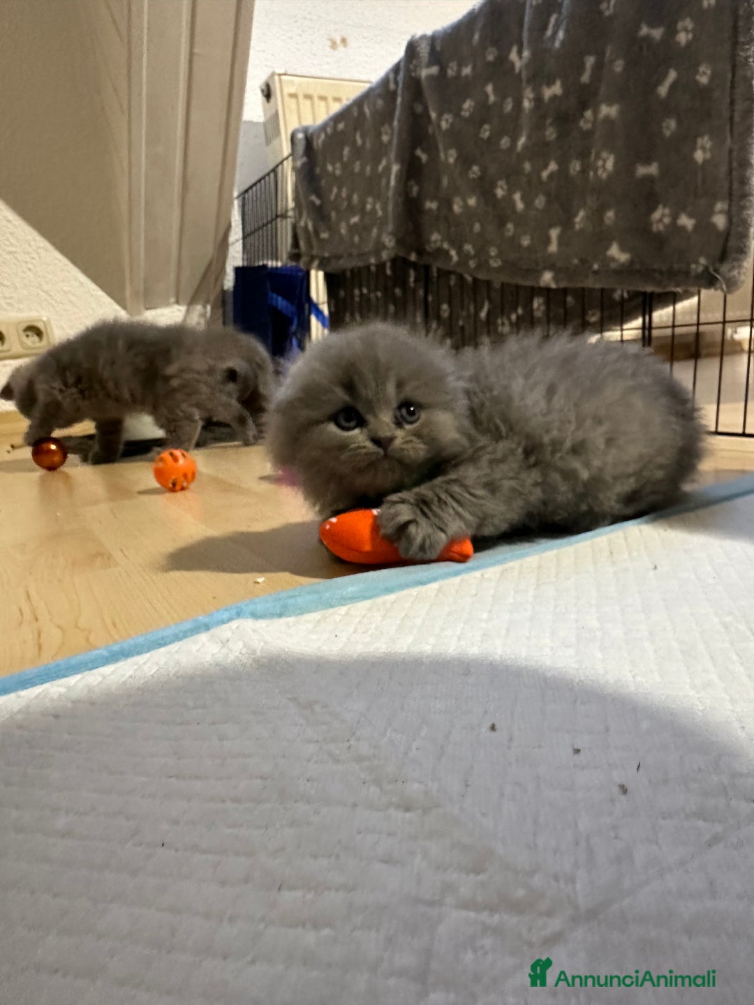 British gatti in vendita: British Short Hair and Scottish fold  a Provincia di Verona - Immagine 8