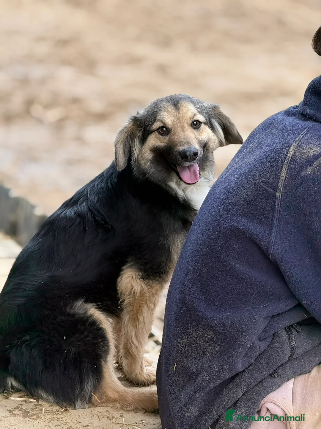 Meticcio cani in regalo: LELA, dolcissima ma tanto sfortunata!  - Annuncio 4