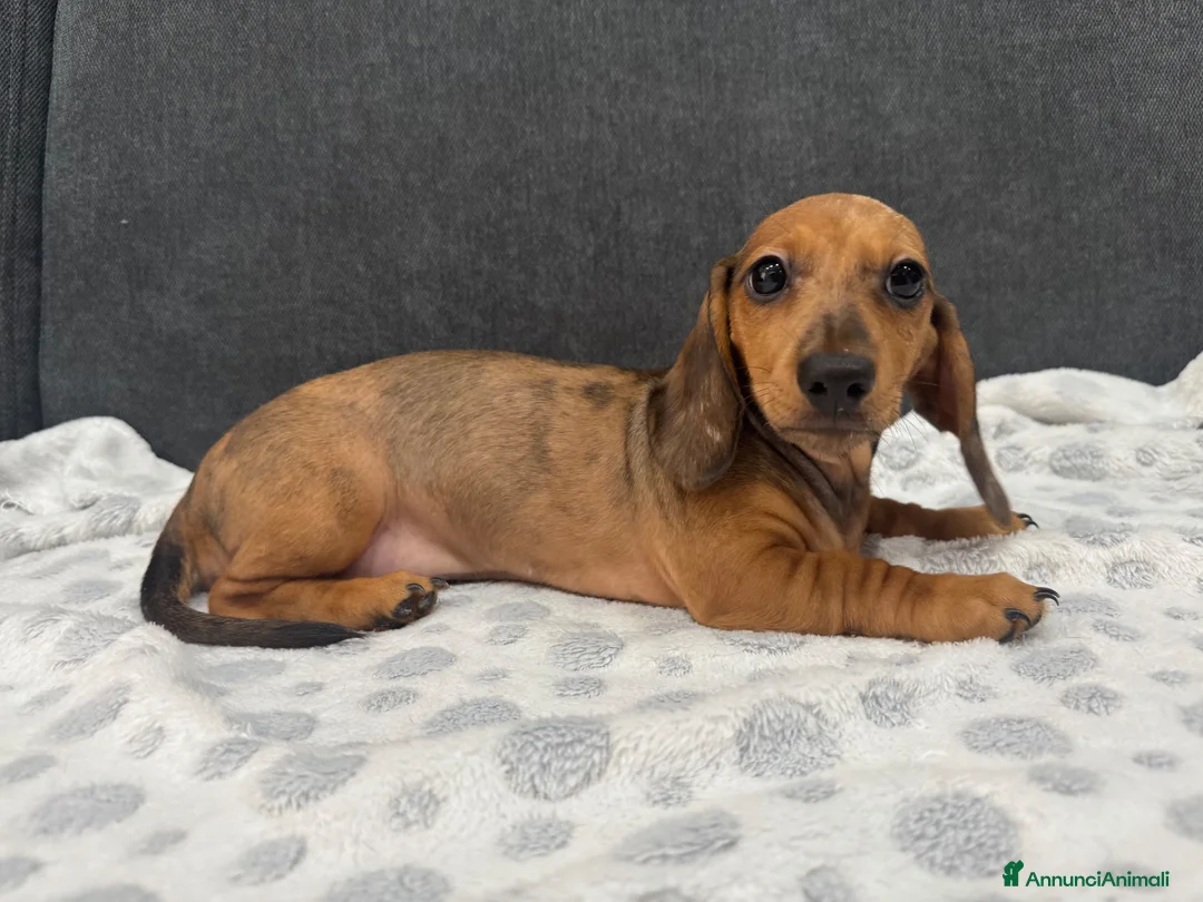 Bassotto cani in vendita: Cuccioli bassotti tedesco  - Annuncio 2