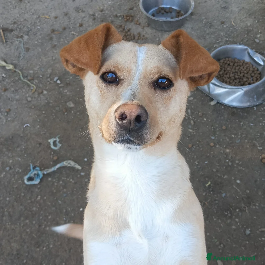 Meticcio cani in regalo: STELLA - Annuncio 1