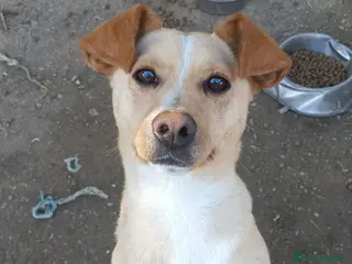 Meticcio cani in regalo: STELLA - Annuncio 3