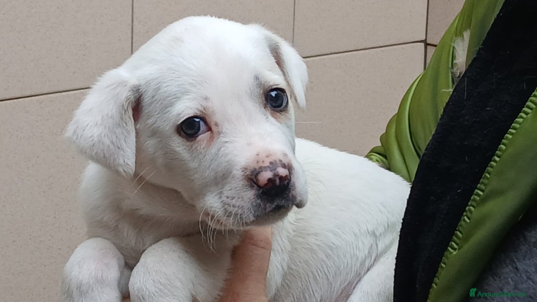 Meticcio cani in regalo: IL CUCCIOLO APOLLO STA CERCANDO UNA CASA - Annuncio 3