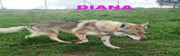 Lupo Cecoslovacco cani in regalo: DIANA  bellissima! Non per tutti a Città Metropolitana di Torino - Annuncio 5
