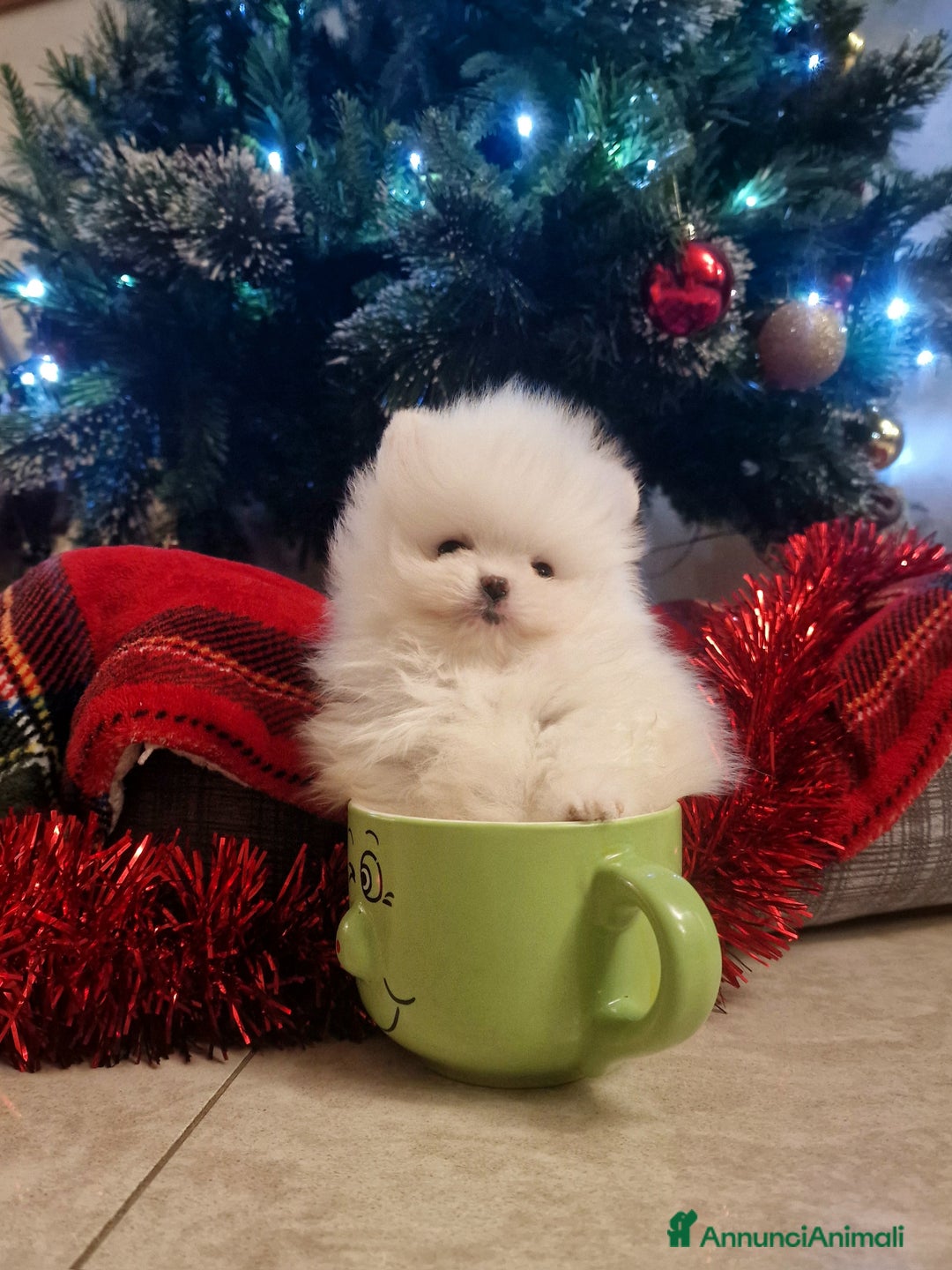 Spitz cani in vendita: Spitz di Pomerania / Volpino tedesco nano - Annuncio 12