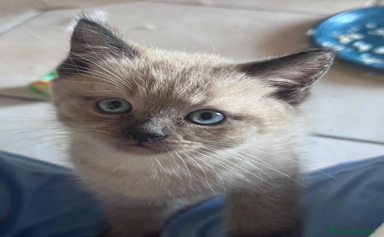 Munchkin gatti a Provincia di Modena - Annuncio 3