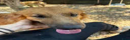 Meticcio cani in regalo: 9 mesi, molto bella e intelligente  - Annuncio 7