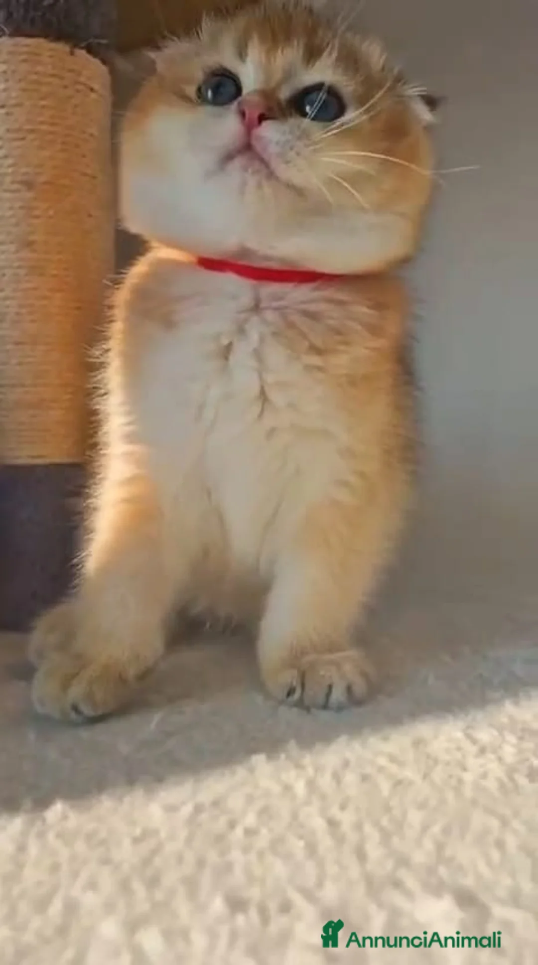 Scottish gatti in vendita: Scottish  - Annuncio 10
