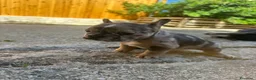 Bulldog Francese cani in vendita: bulldog francese blue merlè e 2 nere tigrate - Annuncio 6