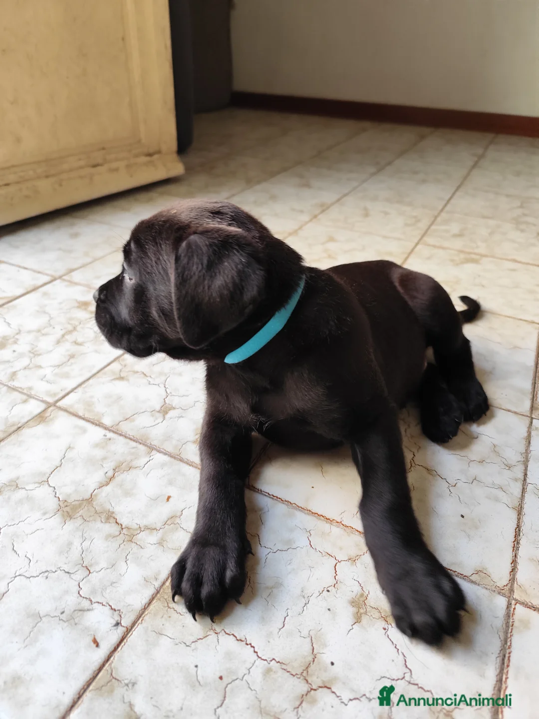 Cane Corso cani in vendita: Ultimo cucciolo  - Annuncio 8