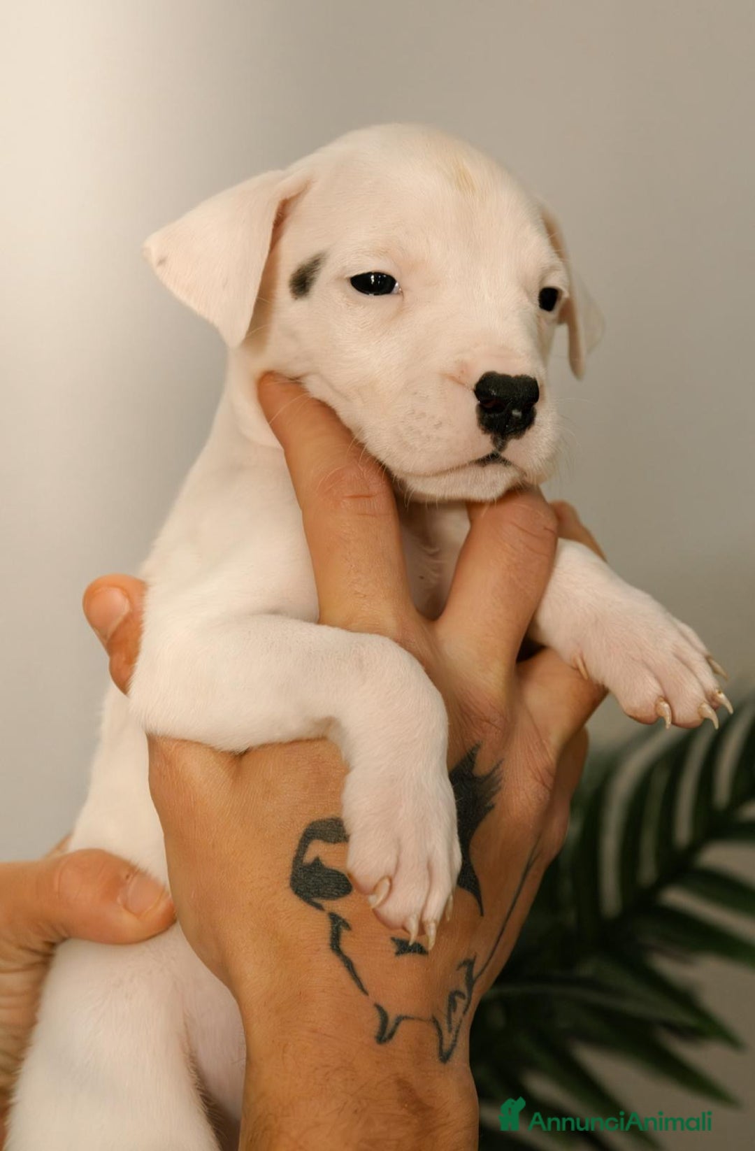 Dogo Argentino cani in vendita: CUCCIOLI DI DOGO ARGENTINO - Annuncio 3
