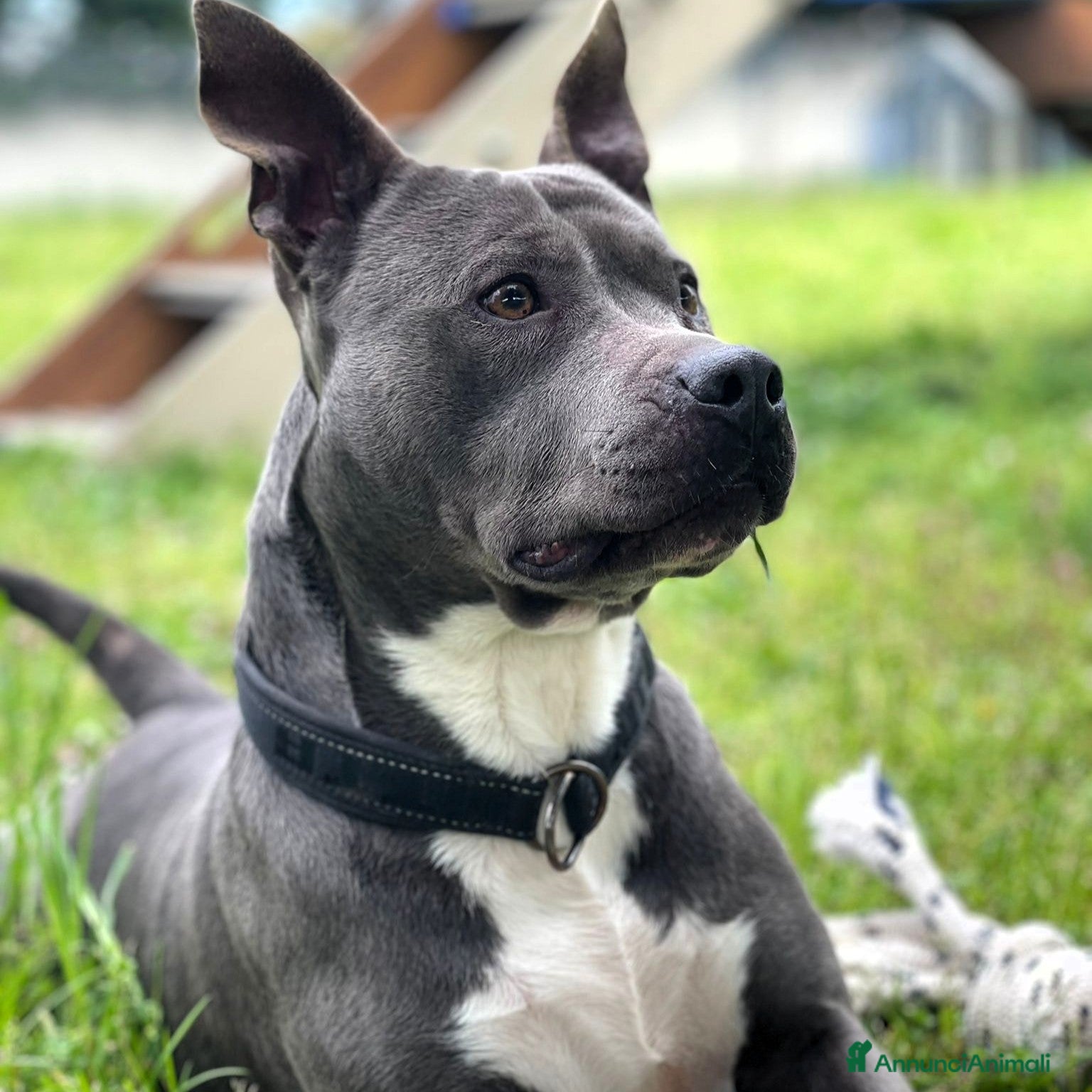 Meticcio cani DAISY BELLISSIMA PIT - Annuncio 7