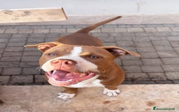 Pitbull cani in regalo: Affettuoso - Immagine 1