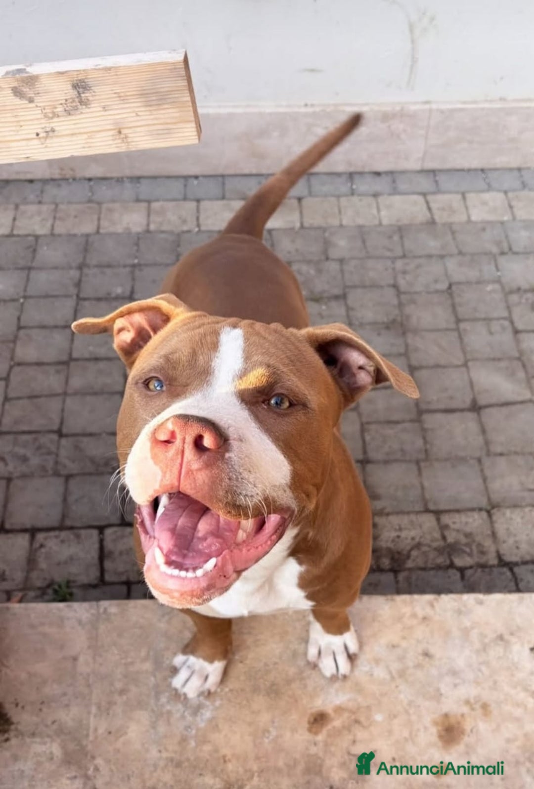 Pitbull cani in regalo: Affettuoso - Immagine 1