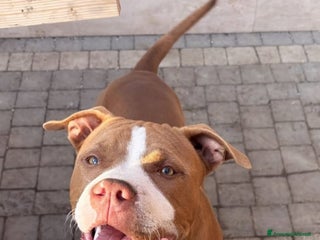 Pitbull cani Affettuoso - Annuncio 16