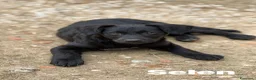 Meticcio cani in regalo: BENNY e SELEN: dolci CUCCIOLI total black!  - Annuncio 10
