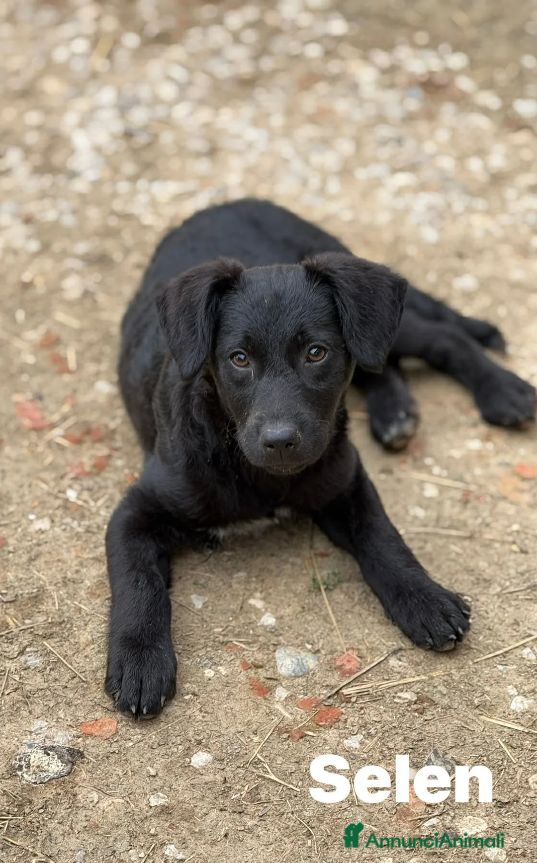Meticcio cani in regalo: BENNY e SELEN: dolci CUCCIOLI total black!  - Annuncio 10