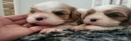 Cavalier King cani in vendita: Cavalier king charles spaniel  - Annuncio 4