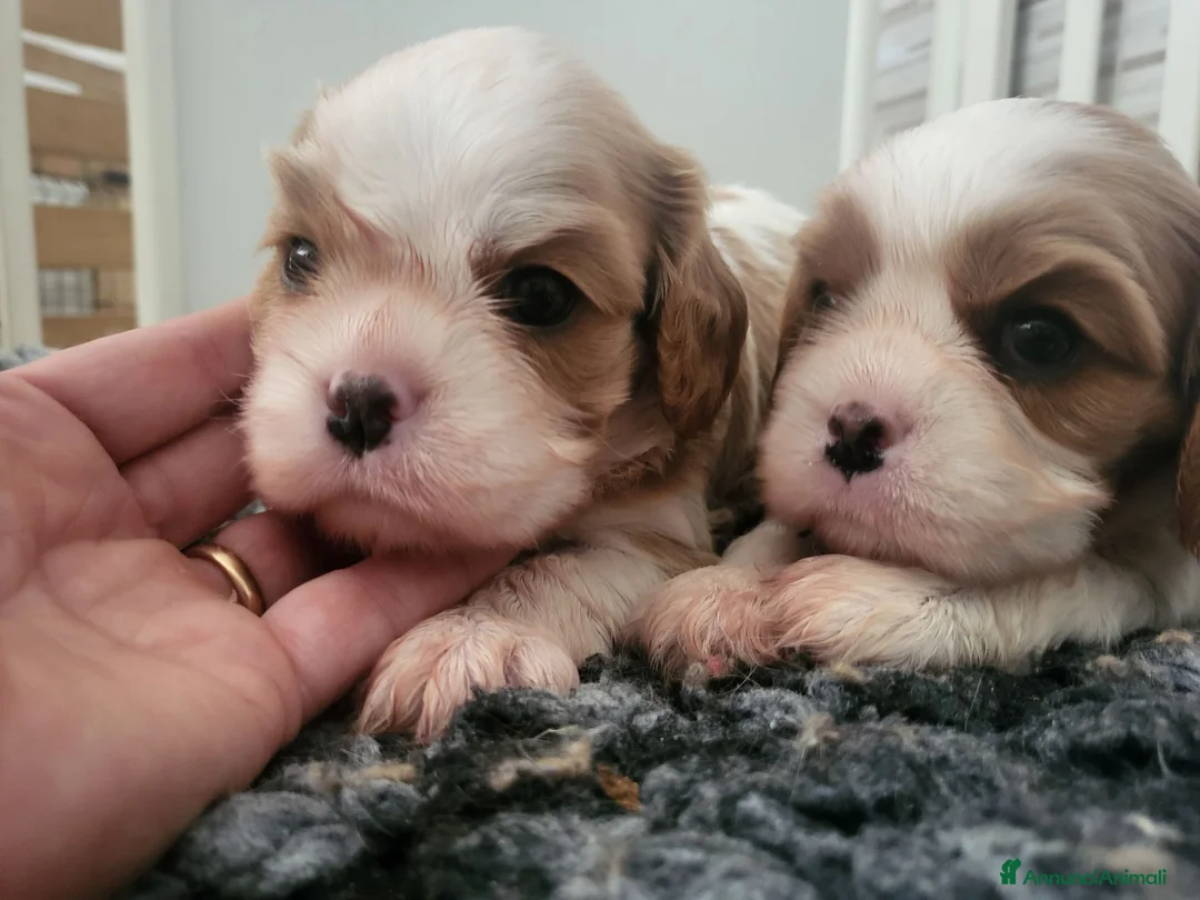 Cavalier King cani in vendita: Cavalier king charles spaniel  - Annuncio 4