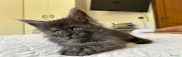 Maine Coon gatti in vendita: Maine Coon cucciolo pedigree ANFI - Annuncio 18