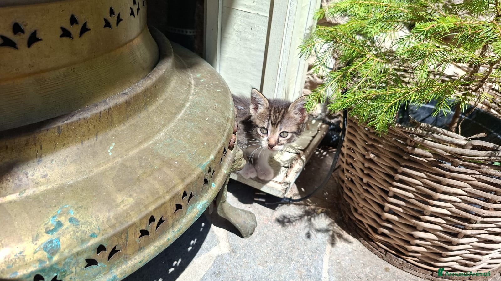 Altre razze gatti in regalo: 4 bellissimi gattini/e vivaci - Annuncio 9