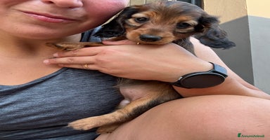 Bassotto cani a Provincia di Modena - Annuncio 9
