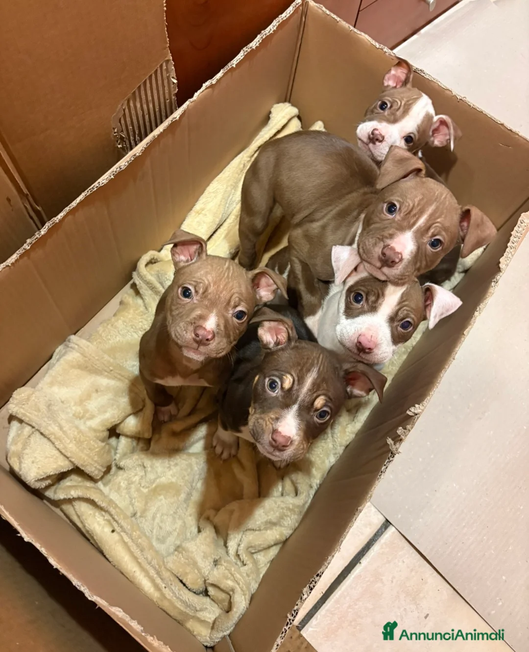 Pitbull cani in vendita: cuccioli pitbull  a Città metropolitana di Roma Capitale - Annuncio 1