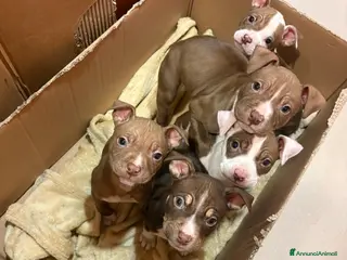 Pitbull cani cuccioli pitbull - Annuncio 1