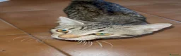 Meticcio gatti in regalo: REGALO gattinA di 3 mesi circa😺 - Annuncio 7