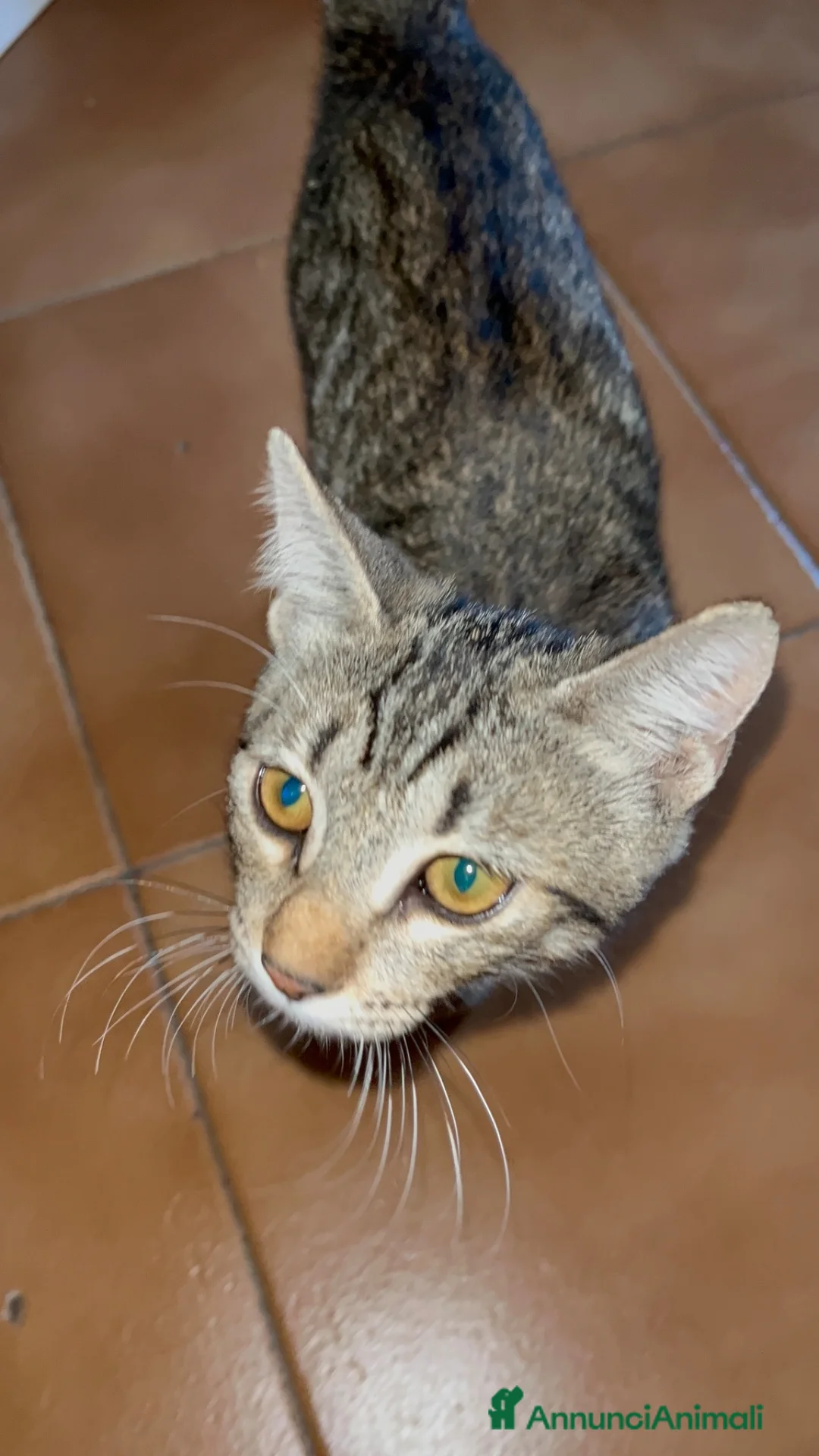 Meticcio gatti in regalo: REGALO gattinA di 3 mesi circa😺 - Annuncio 7