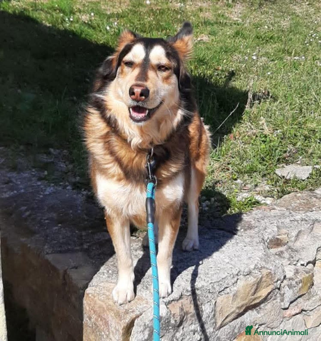 Husky cani in regalo: LARA  a Provincia di Avellino - Annuncio 7