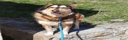 Husky cani in regalo: LARA  a Provincia di Avellino - Annuncio 7