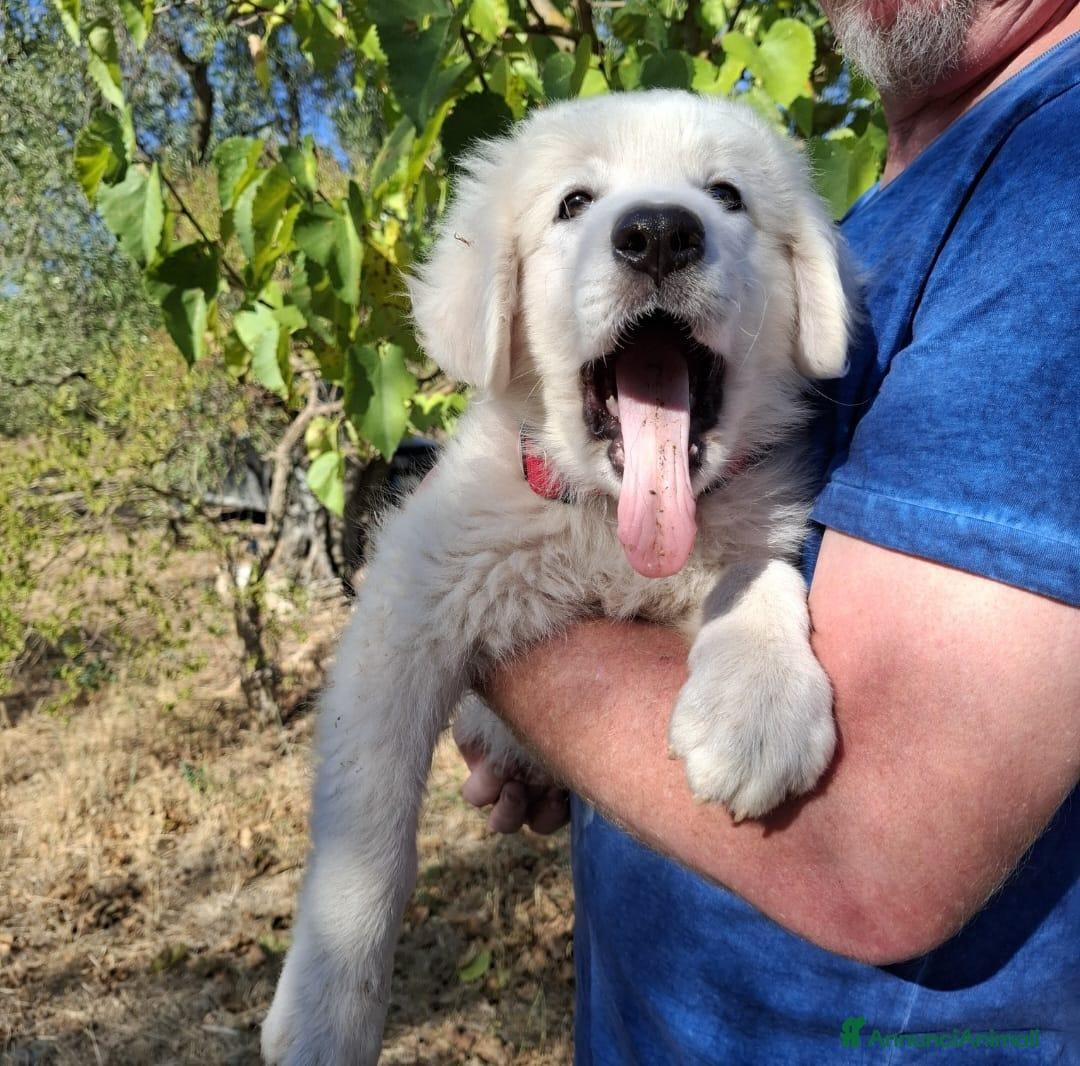 Meticcio cani Gelso il capolavoro  - Annuncio 14