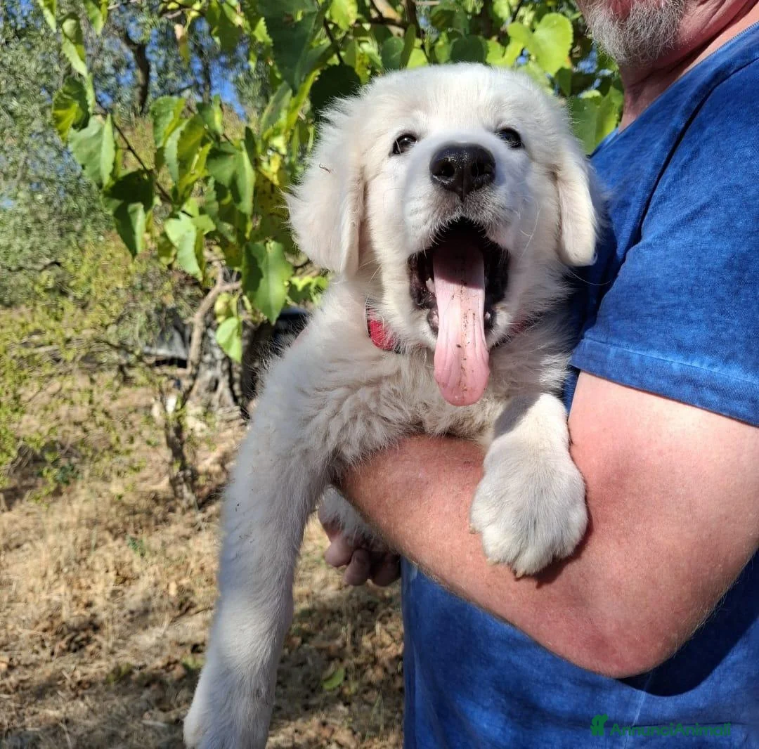 Meticcio cani in regalo: Gelso il capolavoro  - Annuncio 1