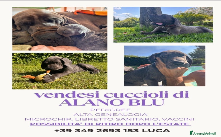 Alano cani a Città metropolitana di Roma Capitale - Annuncio 1