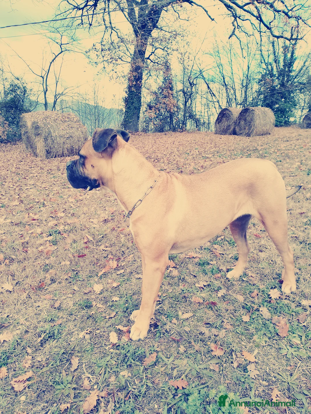 Cane Corso cani in vendita: Cuccioli di cane corso - Annuncio 12