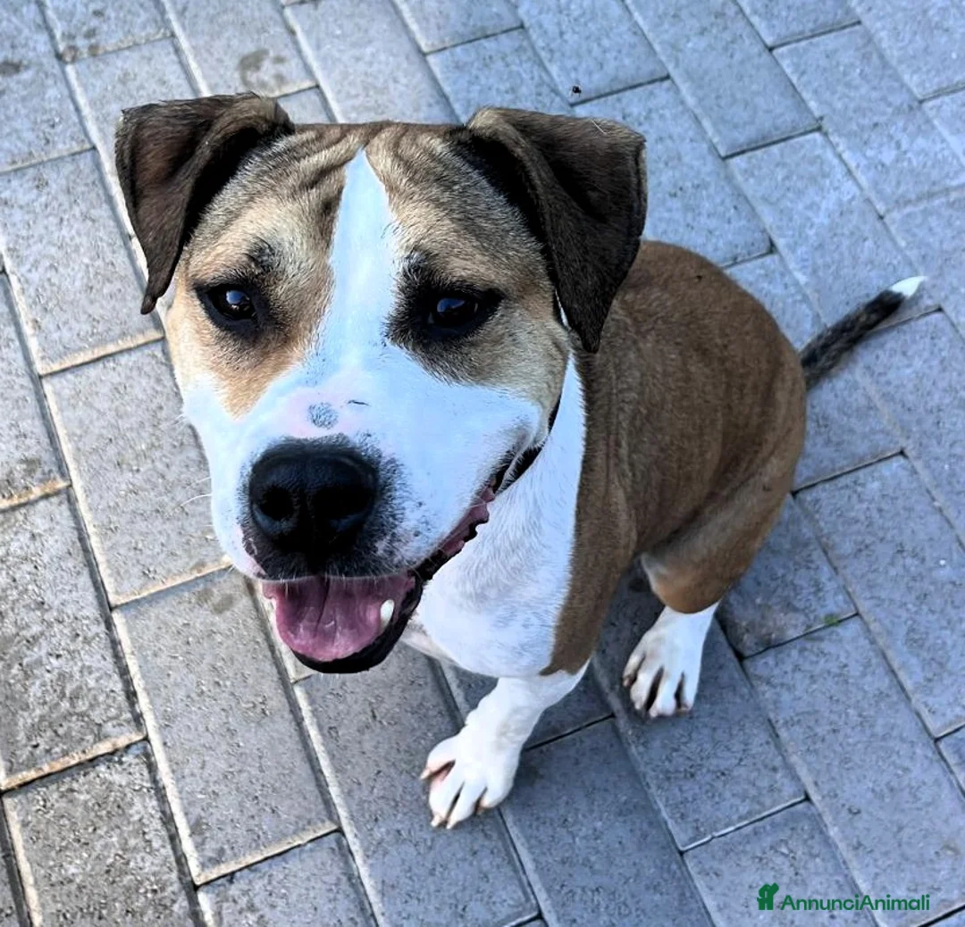 Meticcio cani in regalo: GOLD AMSTAFF - Annuncio 5